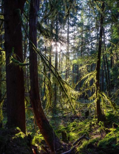 View of the Canadian Rain Forest during a vibrant sunny winter day @ Envato